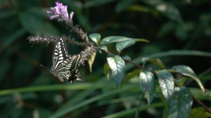 蝴蝶在飞翔慢镜头
