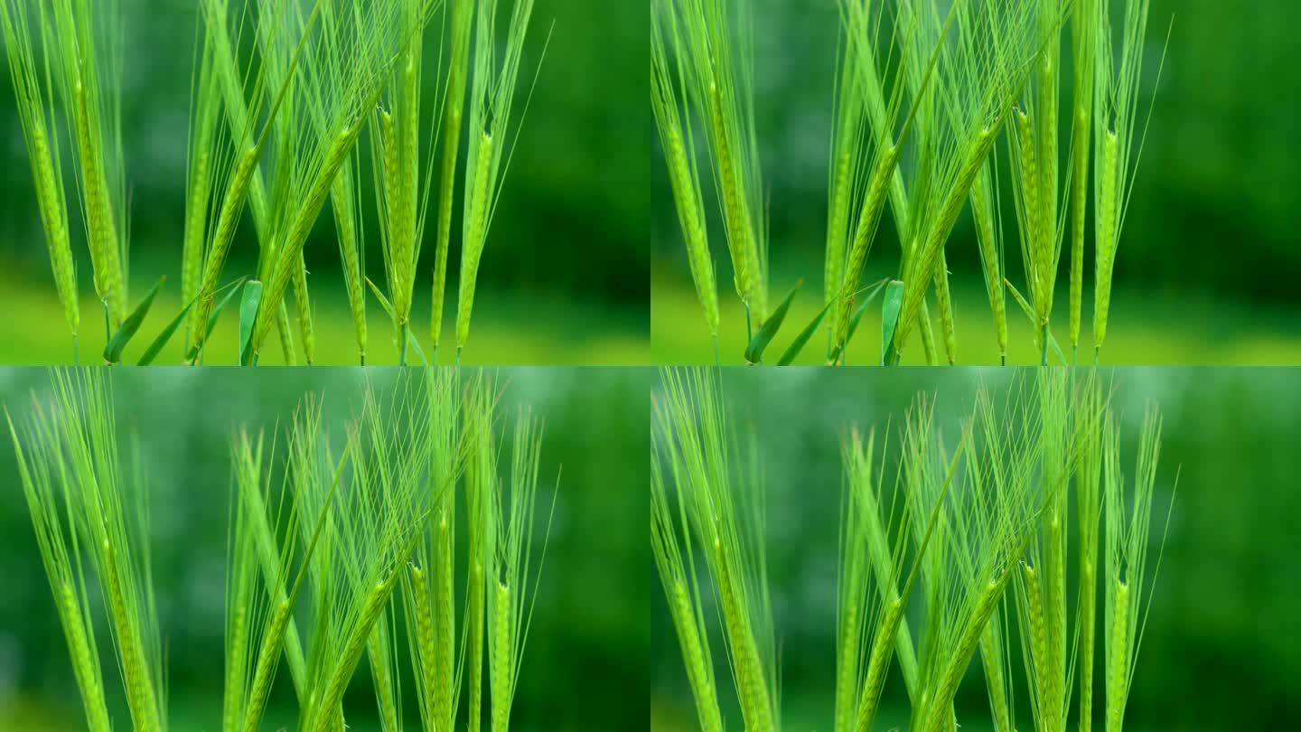 微距拍摄大麦穗头升格慢镜头