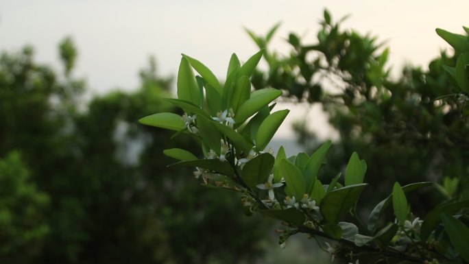 原创橙花空镜视频素材