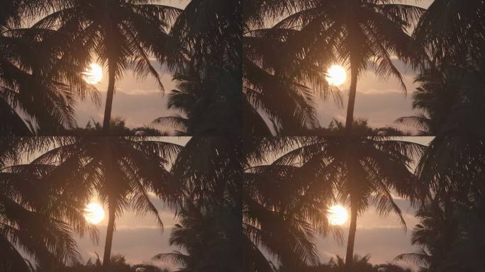 夕阳下的椰树林