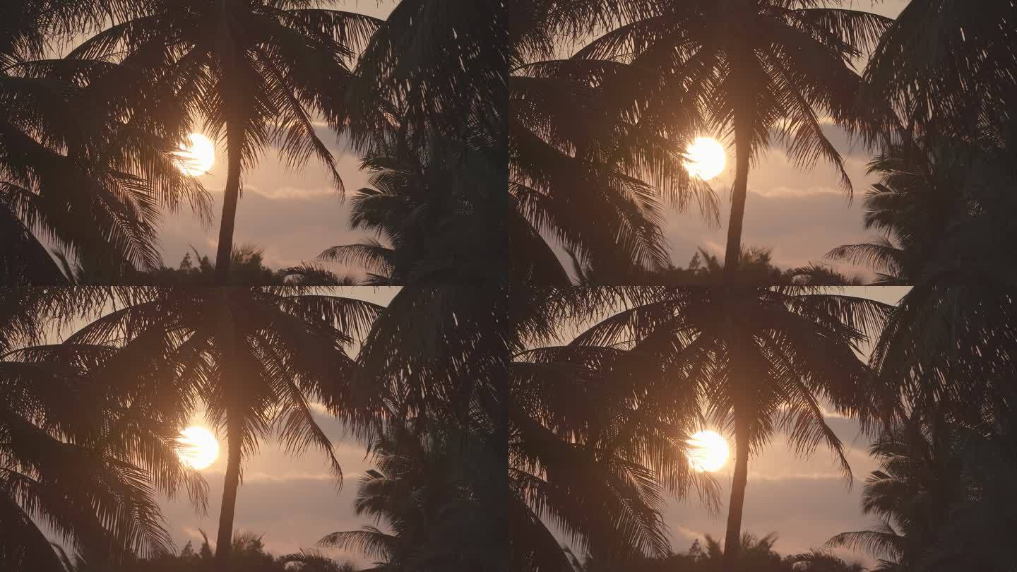 夕阳下的椰树林