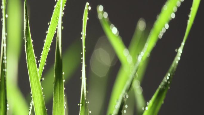 微距拍摄雨中小麦叶子