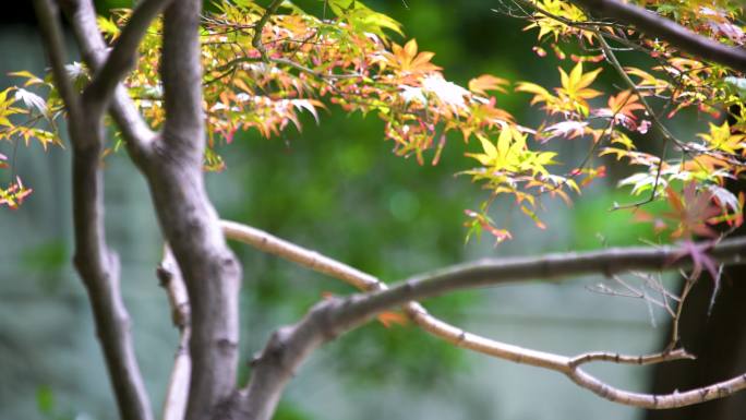 枫树鸡爪槭