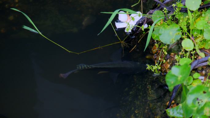 小河里水中的小鱼吃青苔
