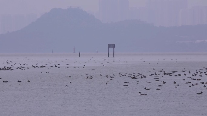 S群鸟、湿地、生态