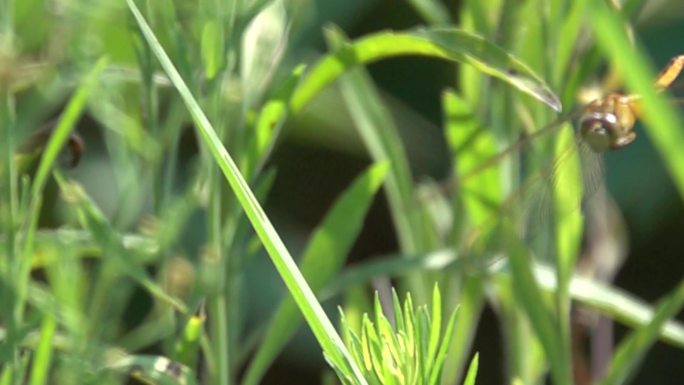 蜻蜓起飞慢镜头