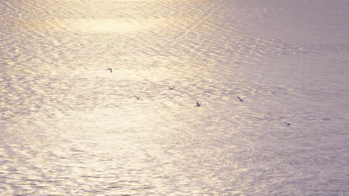 海鸟飞翔在波光粼粼唯美的海面 湖面 江面