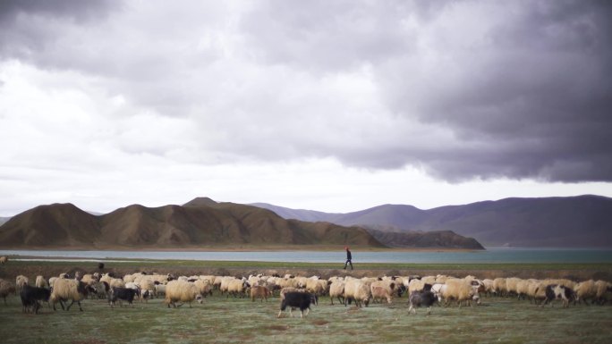 放羊 农牧业 农牧民农牧地区牧羊人牧羊群