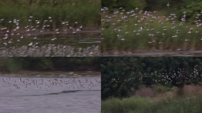 S群鸟起飞、候鸟、湿地