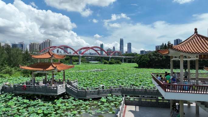 深圳罗湖区洪湖公园荷花航拍