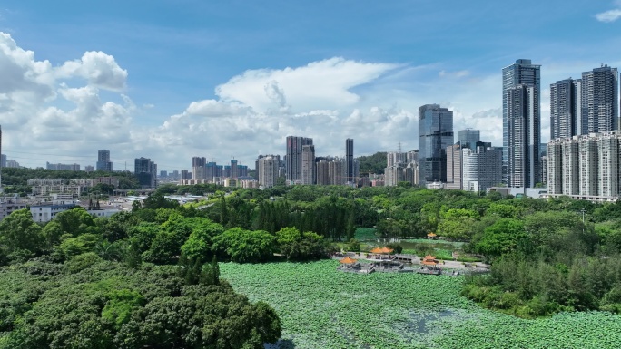 深圳洪湖公园荷花航拍