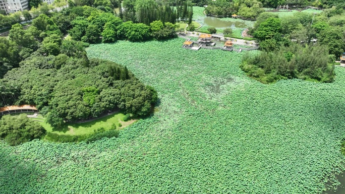 深圳洪湖公园荷花航拍