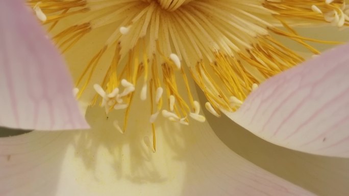 荷花特写  莲花 阳光照耀荷花 荷叶荷花