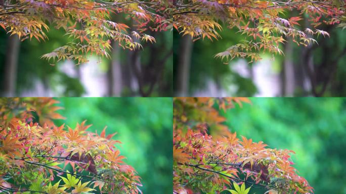 枫树鸡爪槭