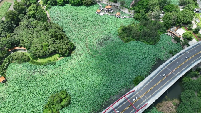 深圳罗湖区洪湖公园芙蓉桥航拍