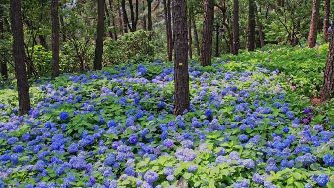 杭州临平山绣球花4k视频