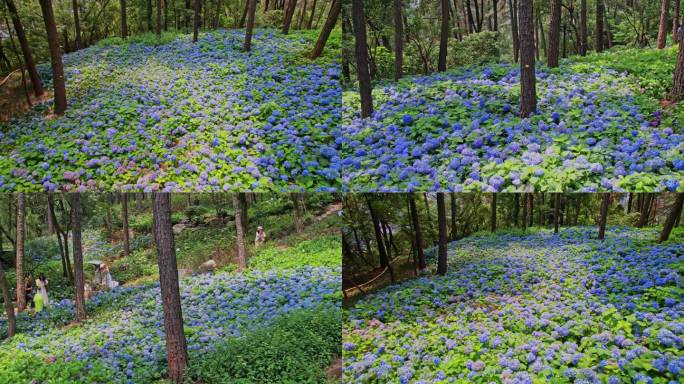 杭州临平山绣球花4k视频