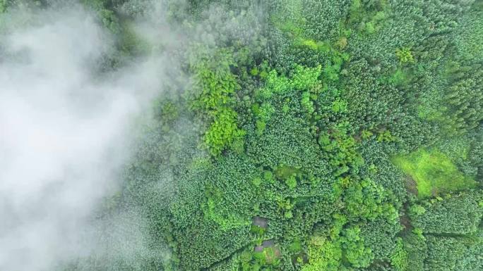 洪雅雨后的小景