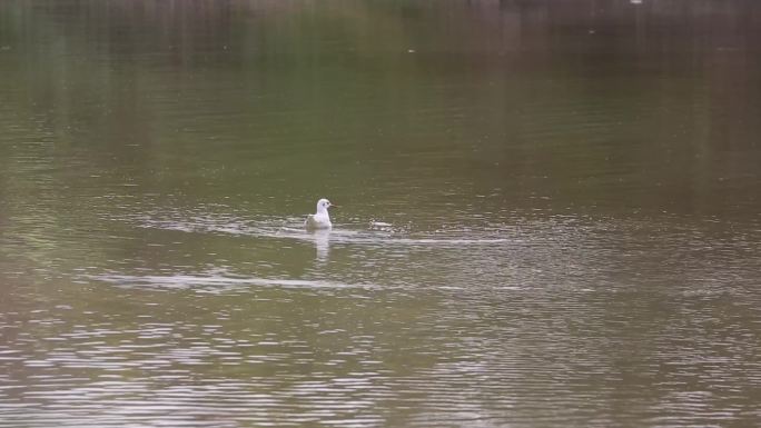 S红嘴鸥、飞行降落、湖面