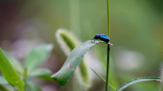 微距拍摄昆虫蓝蜣螂交尾