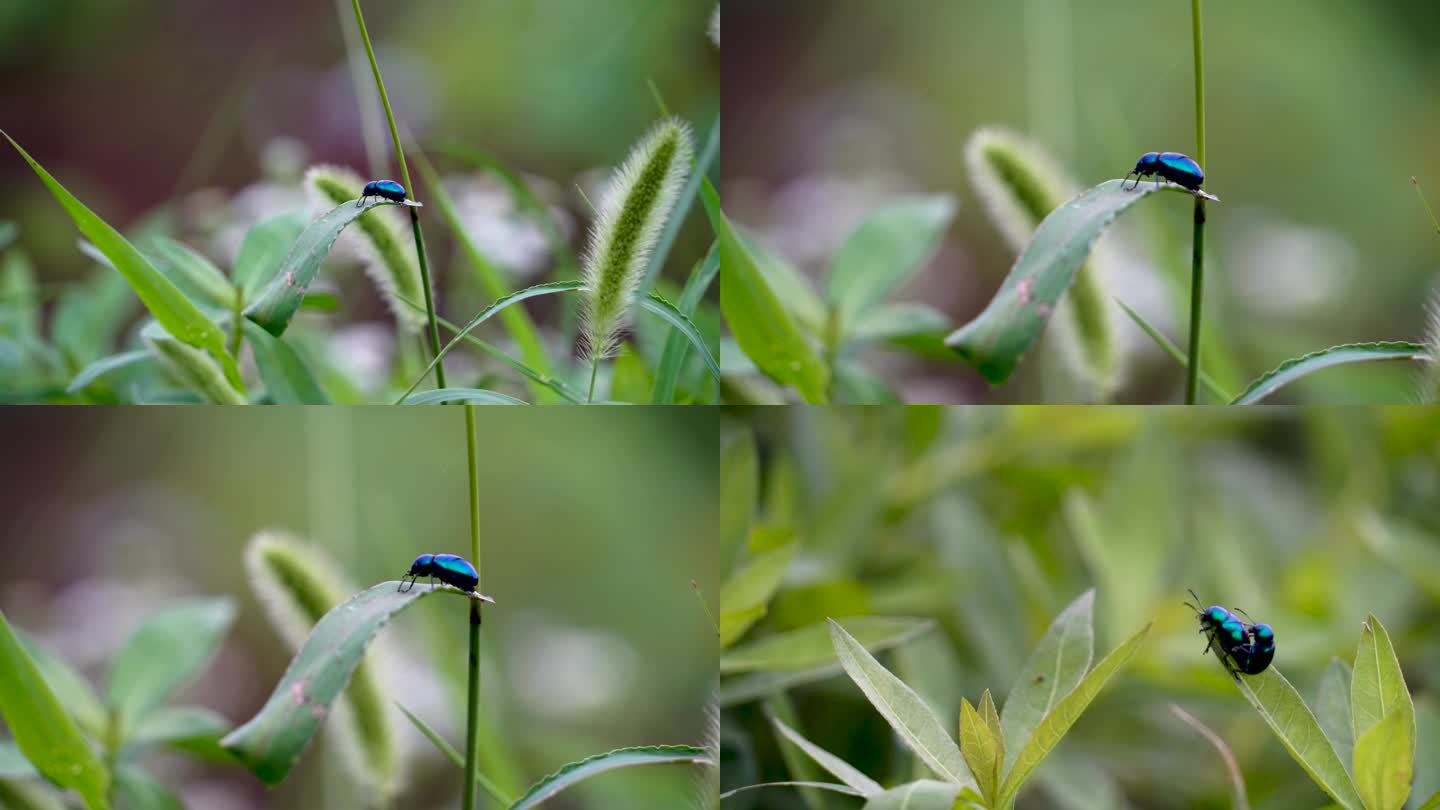 微距拍摄昆虫蓝蜣螂交尾