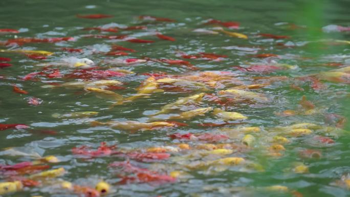 古隆中风景区锦鲤鱼水塘景观视频实拍素材