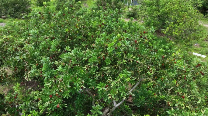 航拍台州仙居山村杨梅树林