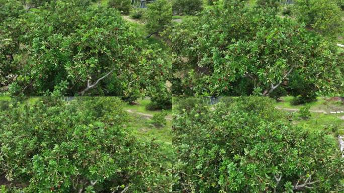 航拍台州仙居山村杨梅树林