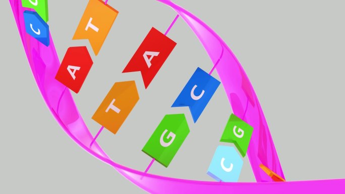 DNA 双螺旋DNA  ATGC