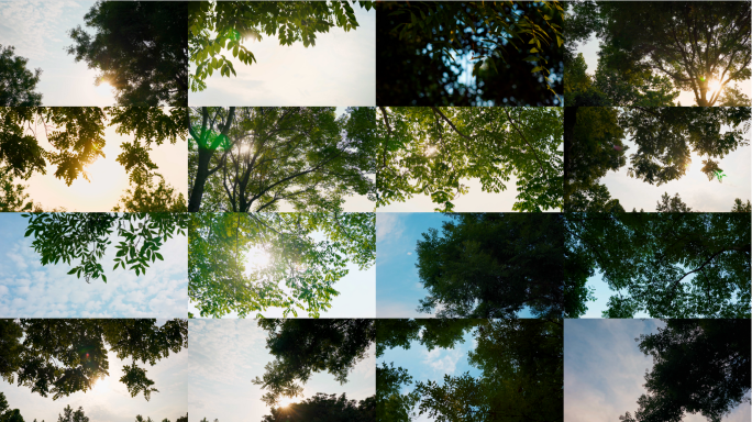 【4K】大自然唯美森林树林阳光