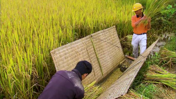 人工割稻 农民劳作 田间地头