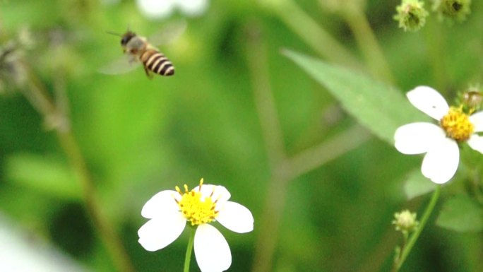 蜜蜂在白色花上采蜜