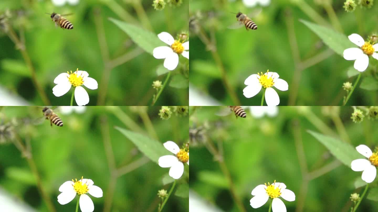 蜜蜂在白色花上采蜜