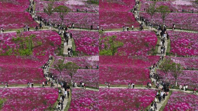 城市花海