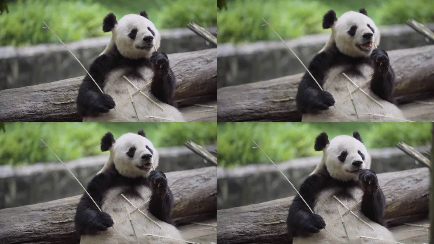吃竹子的大熊猫