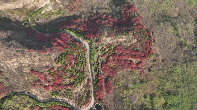 济南章丘垛庄大寨山红叶