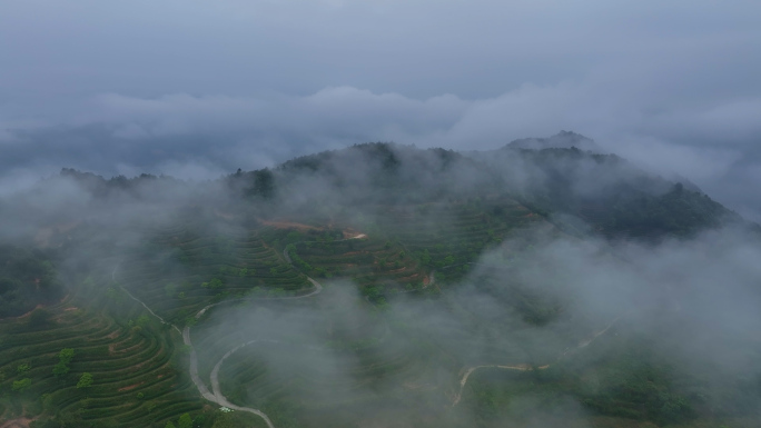 云雾缭绕的高山生态茶园