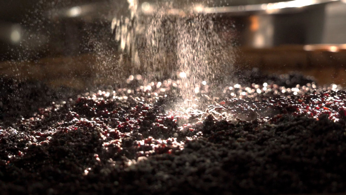 撒酒曲粉 红曲酒制作 古法酿酒