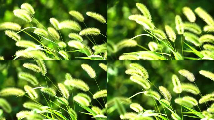 微距拍摄狗尾巴草在阳光下闪闪发光