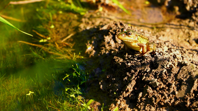 稻田里的青蛙