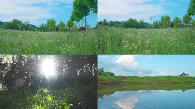 野花，森林，阳光，云朵，树叶