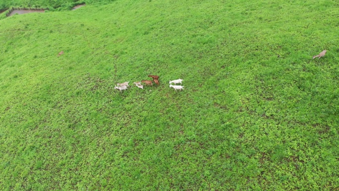 福建宁德航拍草场牧区草地牧场蓝天白云羊群