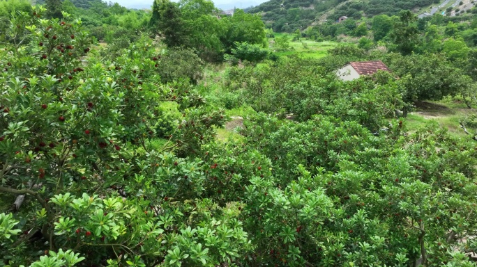 航拍台州仙居山村杨梅树林