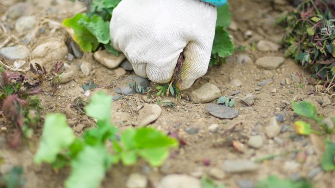 原始方式劳动 手动除草 双手和泥土