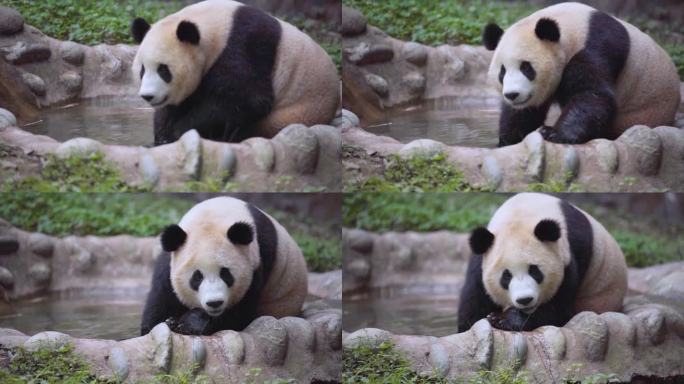 泡澡的大熊猫