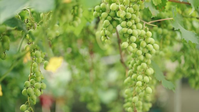 4K葡萄种植水果青葡萄
