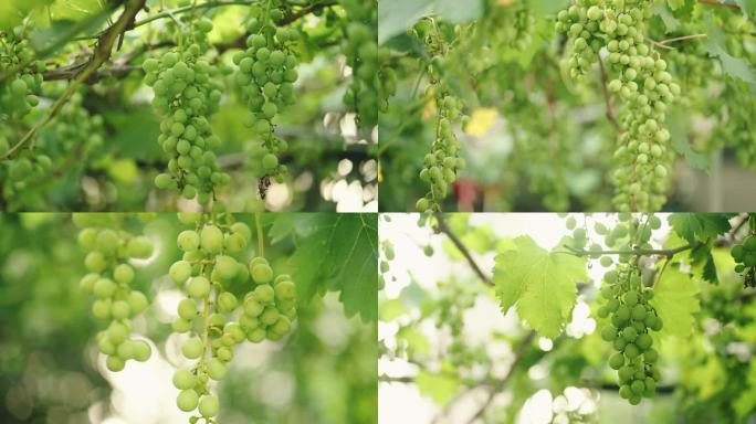 4K葡萄种植水果青葡萄