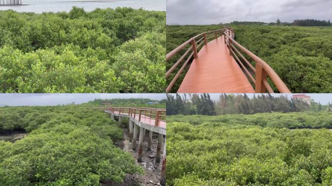 广东湛江特呈岛红树林