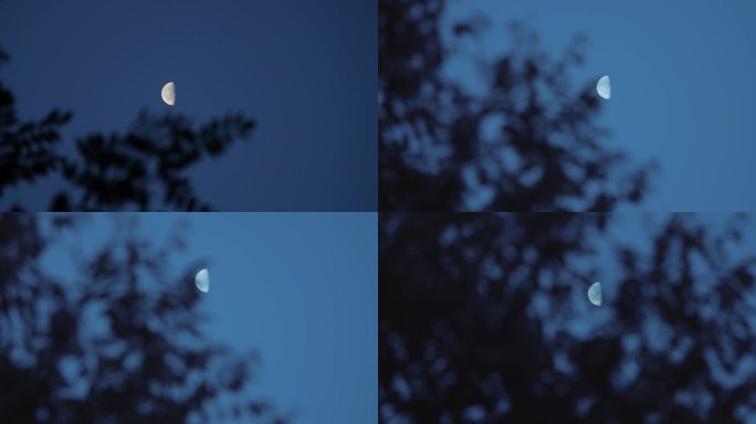 半月 月亮 树梢