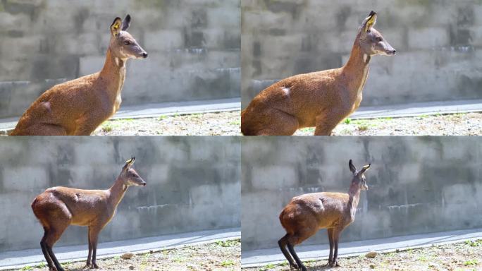 林麝特写野生动物养殖